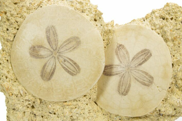 Two Fossil Sand Dollars (Scutella) - France #317753